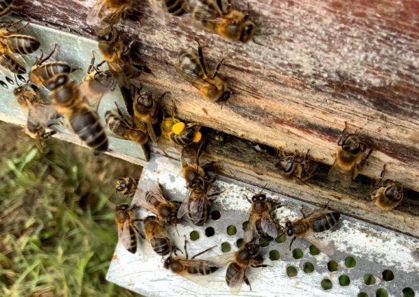 polen de abejas